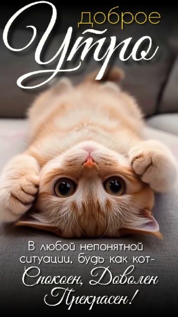 Доброе утро! Будь спокоен как кот!