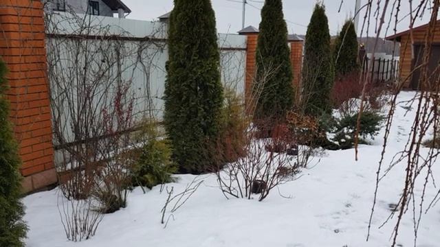 Мой зимний сад и огород часть (8)