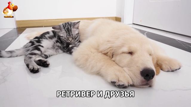 Золотистый ретривер и его друзья милые питомцы 🐕 выпуск (119)
