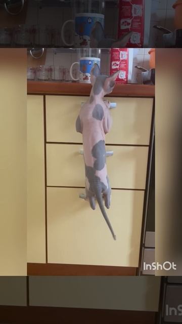 Сфинкс Гриша