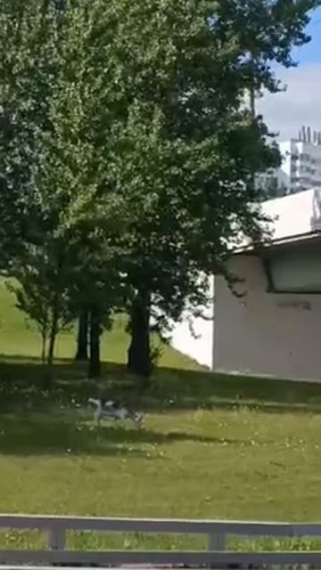 🐐В Митино тоже завелись козы🐐