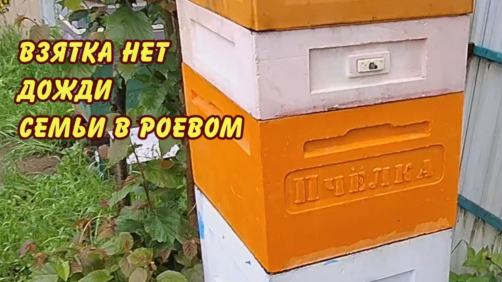 пчеловодство северо-запад взятка нет дожди семьи в роевом