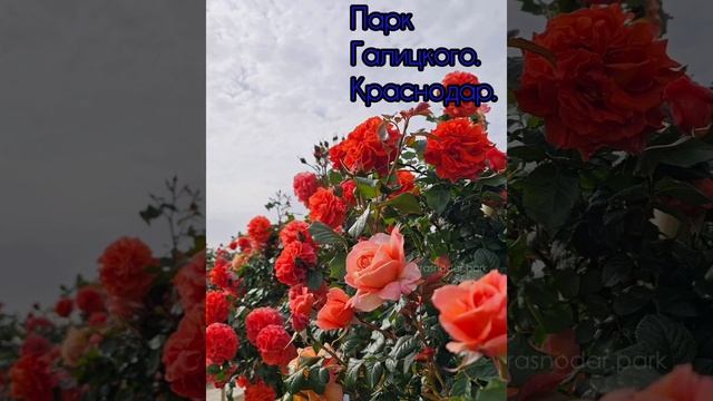 красоты парка Галицкого 👍