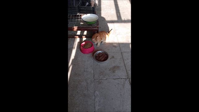 Собака. Кот. Том и Фокс