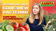 БОЛЕЗНИ РАСТЕНИЙ. Профилактика болезней и препараты для защиты растений.