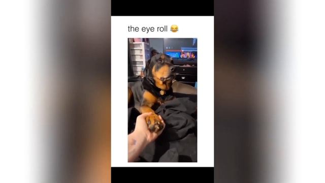 Dogs doing funny things#2- best of the month