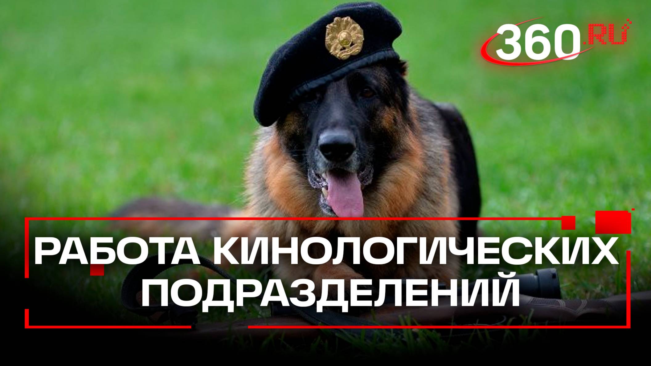 В Росгвардии показали работу кинологических подразделений
