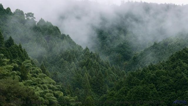 Кадры природы через призму нейросети - новый взгляд на реальность! - LIE -- Taylor Poe -- Quiet Soun