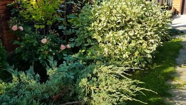 Мой день в огороде часть (12)