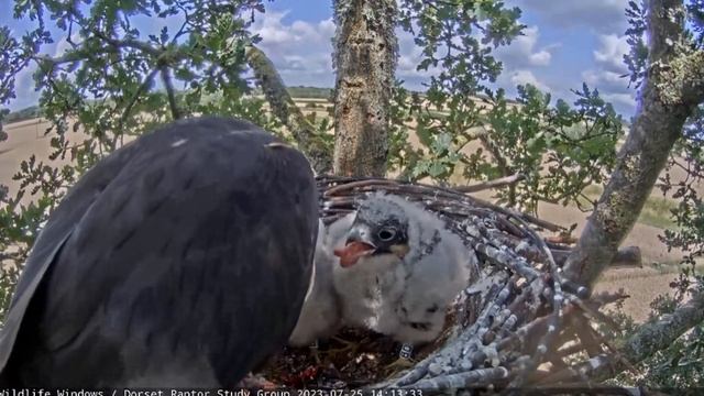 Бунт подростков! Лысеющие птенцы сапсанов атакуют мать за едой