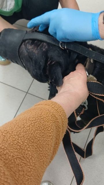 Гарольд # Шереметьевский приют