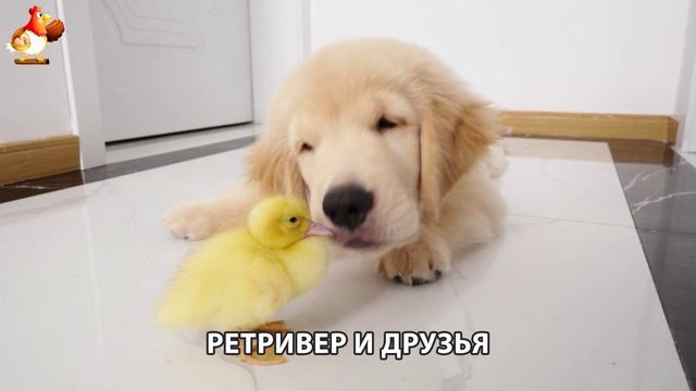 Золотистый ретривер и его друзья милые питомцы 🐕 выпуск (118)