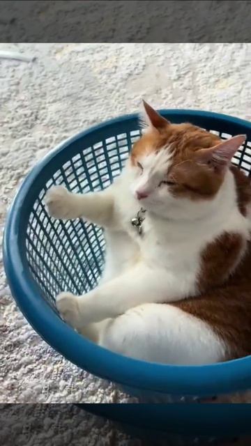 Котик в тазике