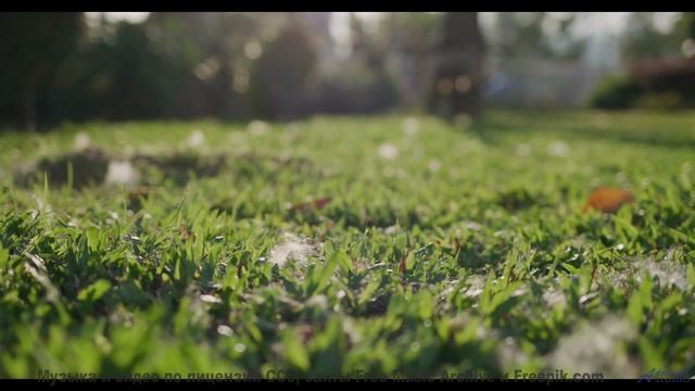 Музыка превращает съёмку в настоящий портал в мечты - Yowies-inst -- Shaolin Dub -- Macro Micro