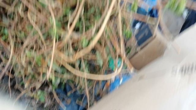 VID_20250323_070844.mp4