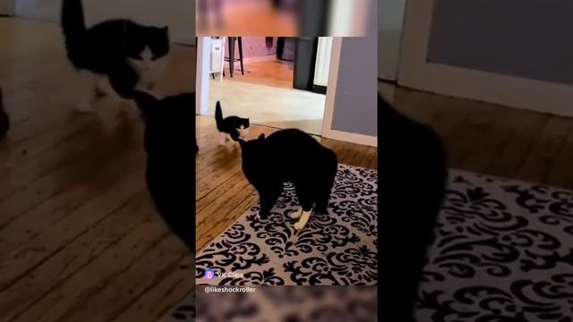 Сумашедшие позы котов