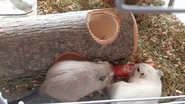 Песчанки кушают перец