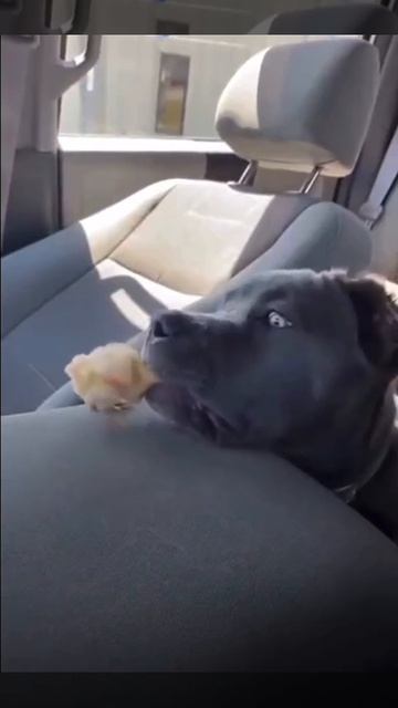 Пёс учит жизни:))))
