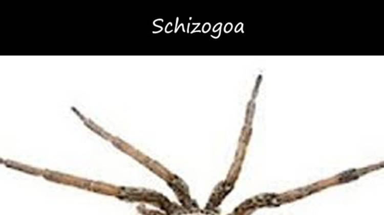 Goa & Psy Trance - Schizogoa_2024