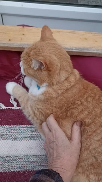 Хулиганка "кусь". #котики