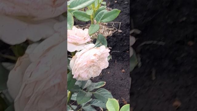 Роза флорибунда Боника.