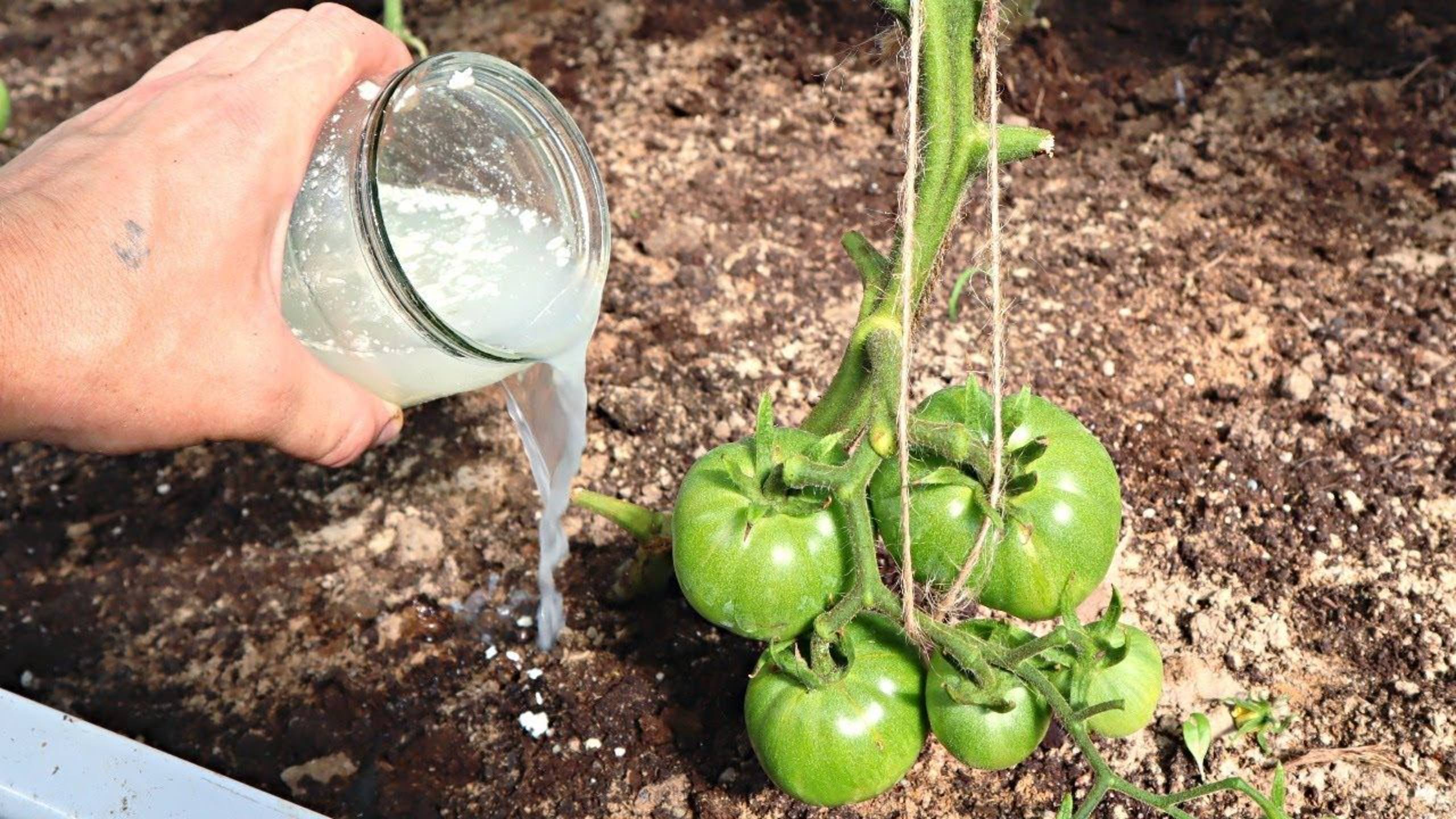 🍅 СЕКРЕТНАЯ ПОДКОРМКА ДЛЯ ТОМАТОВ В ИЮНЕ – ЗАВЯЗЬ ОТ КОРНЕЙ ДО МАКУШКИ!