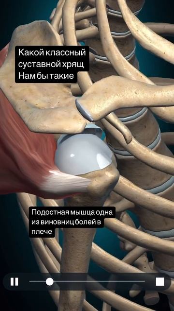 С этой мышцей надо работать