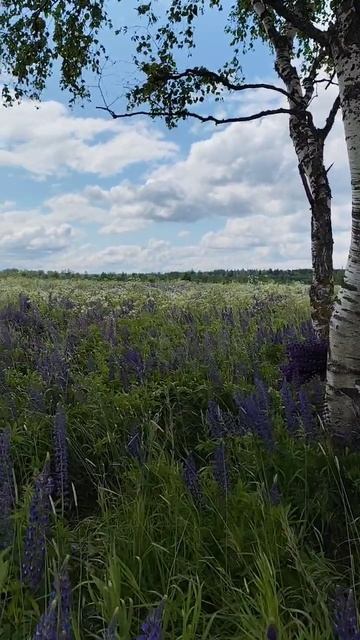 Успела застать великолепие Люпинов 🤩🤩🤩🤩🤩 #природа