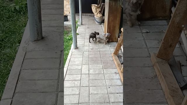 Мальчики чихуахуа. Лиловый и Голубой. 4 месяца.