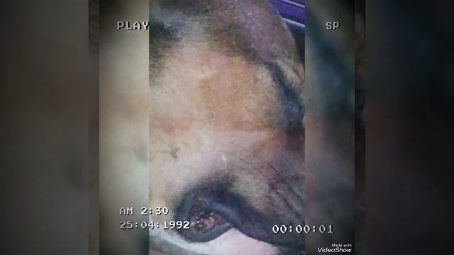 Video_20250108155118264_by_VideoShow.mp4