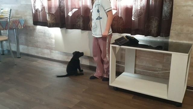 Собака растёт не по дням а по часам
