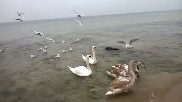 Лебеди