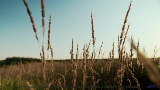 Музыка, которая звучит так, будто она написана специально для вас двоих! - A Canadian Flag in Jakart
