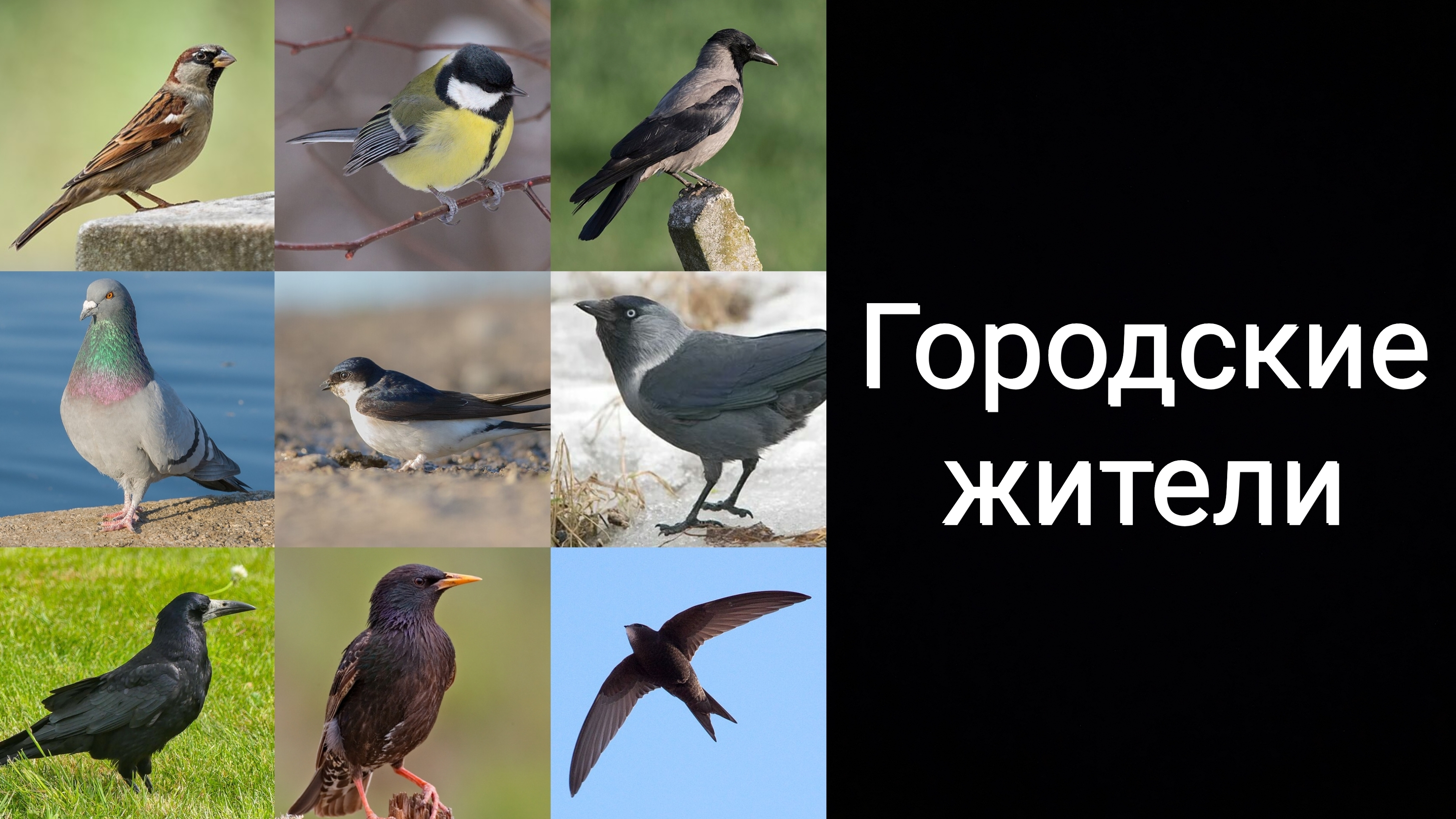 Городские жители