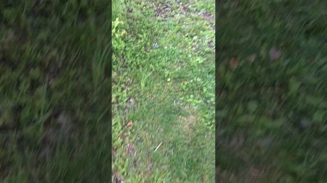 МОЛНИЯ РАЗНЕСЛА БЕРЕЗУ В ЦЕПКИ