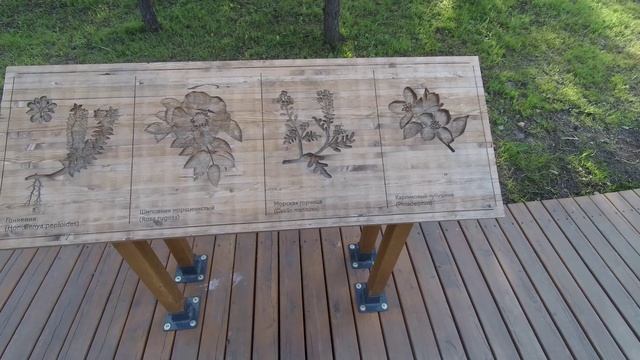 Сосновый бор Приморский парк прогулка