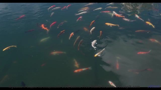 Скорость, адреналин и звуки, от которых сжимаются кулаки! - A Pleasant Dream -- Kirk Osamayo -- Seas