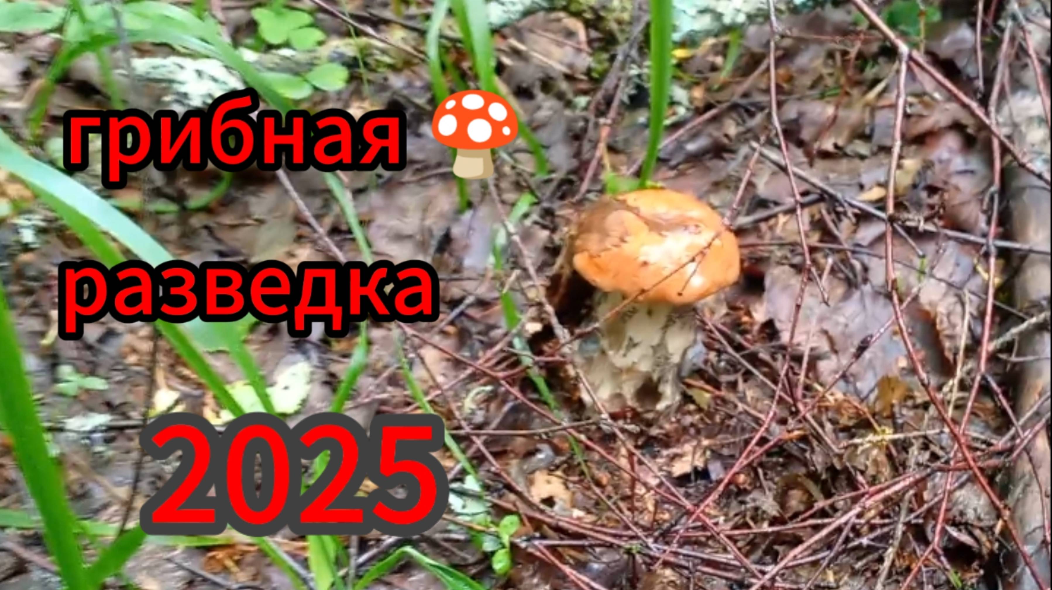 Грибная разведка 2025