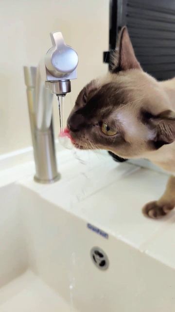 Муся пьёт воду #cat #cute #cutecat #бурма
