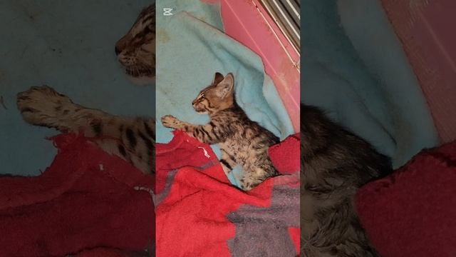 Как живётся бездомным животным среди людей