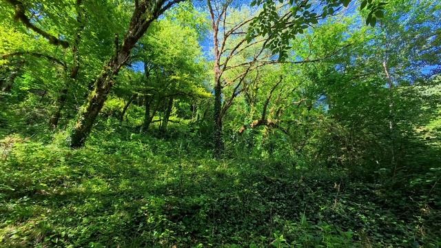 Прогулка по лесу вдоль реки Якорная Щель. В Сочи