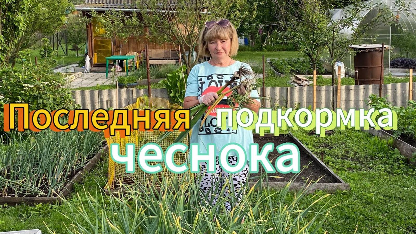Третья и ЗАКЛЮЧИТЕЛЬНАЯ подкормка ЧЕСНОКА