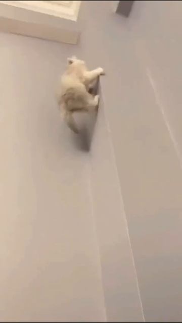 Котейкин человека-паука.