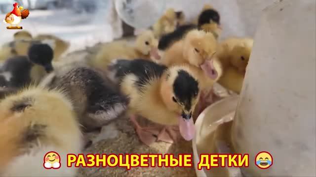 Цыплята и утята милые пушистики растут на радость хозяину (44)