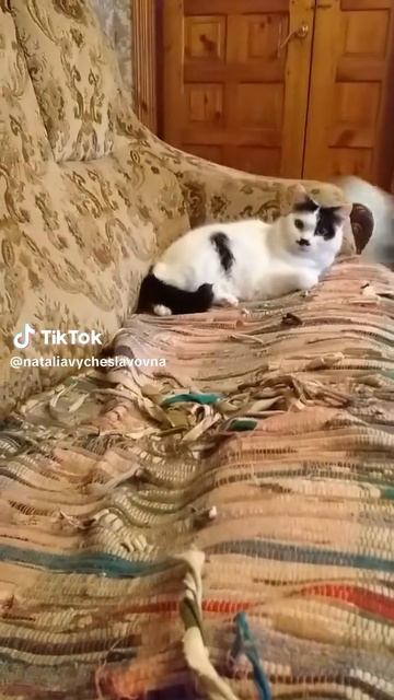 Как кошка с собакой... Это про них...)))