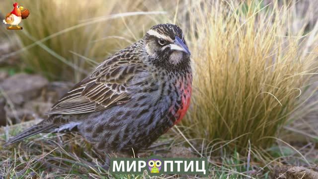 Мир птиц – красота и грация пернатых созданий Природы 🦩🦚🦜 Выпуск (234) 🦉🐦🐤
