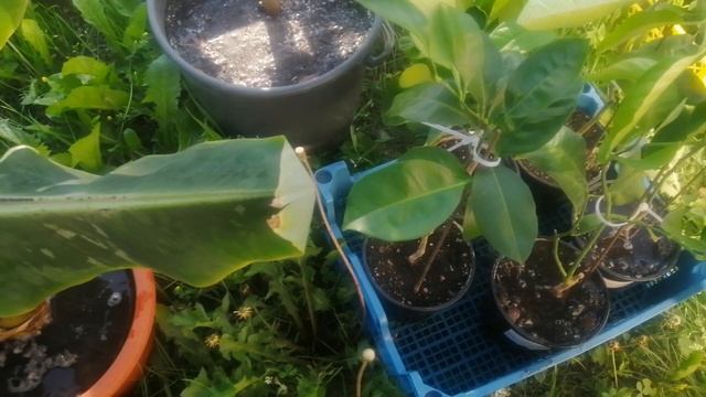 Полив Папайи Корнесилом.Обзор моих цитрусов