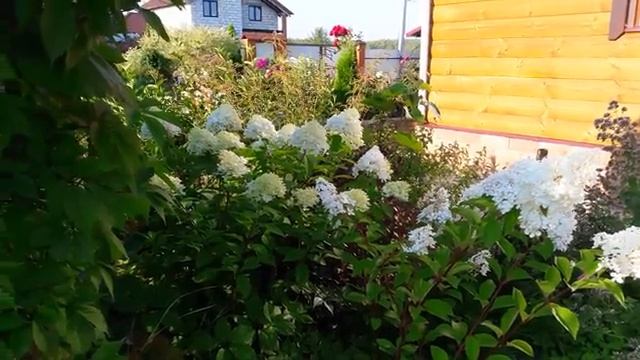 Мои летние цветы часть (15)