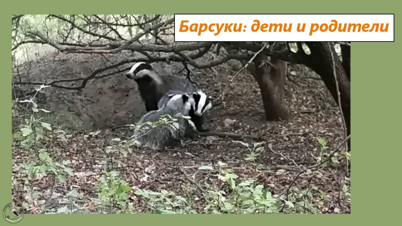 Возня барсучат и деловые хлопоты взрослых барсуков. 14-15.06.25