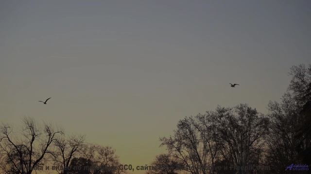 Природа оживает под эту сенсацию звука - Cyan Sing -- Tim Woulfe -- A House Is A Holding